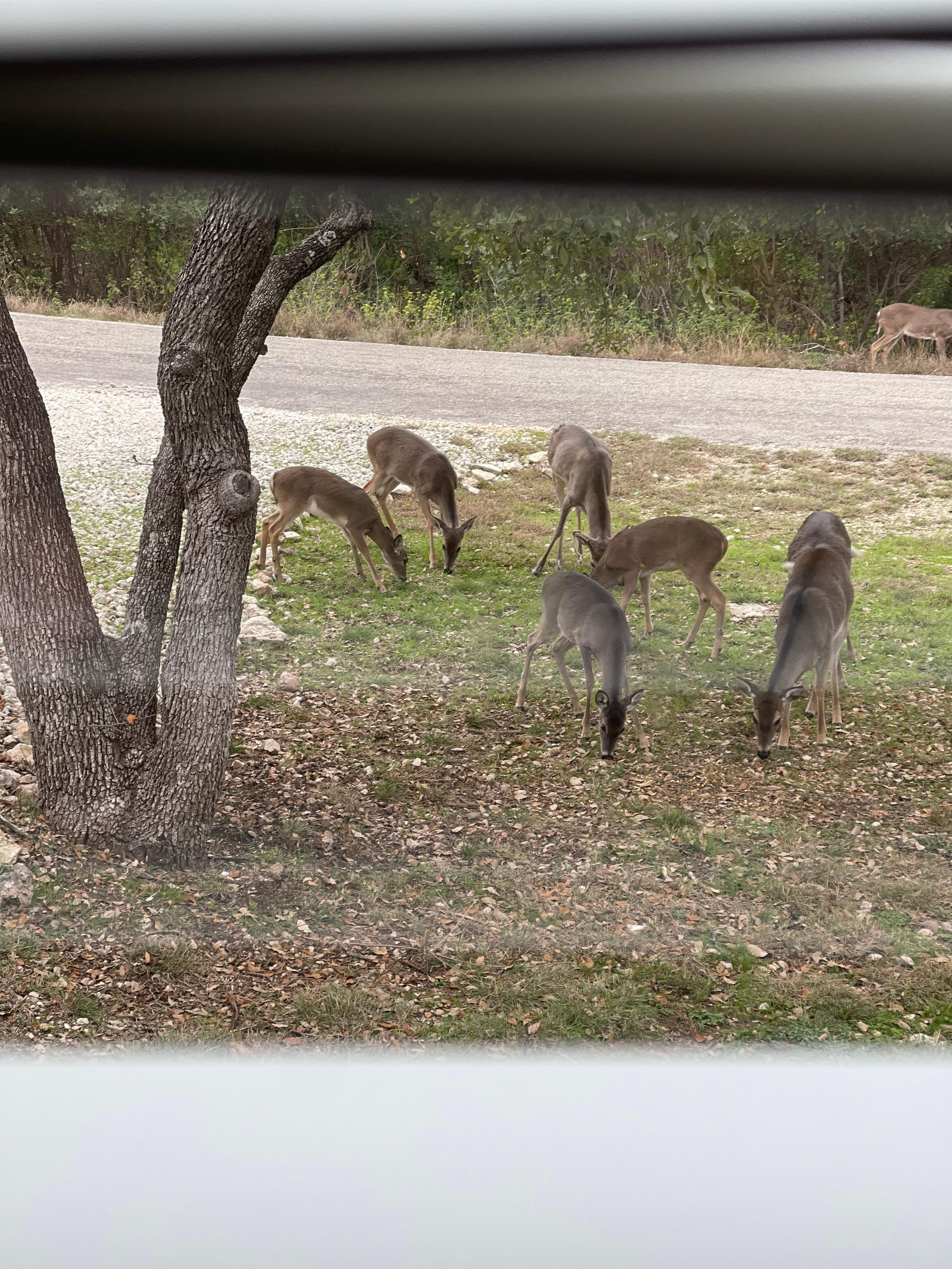 Deer in the front yard.