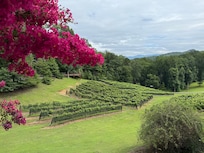 Paradise Winery