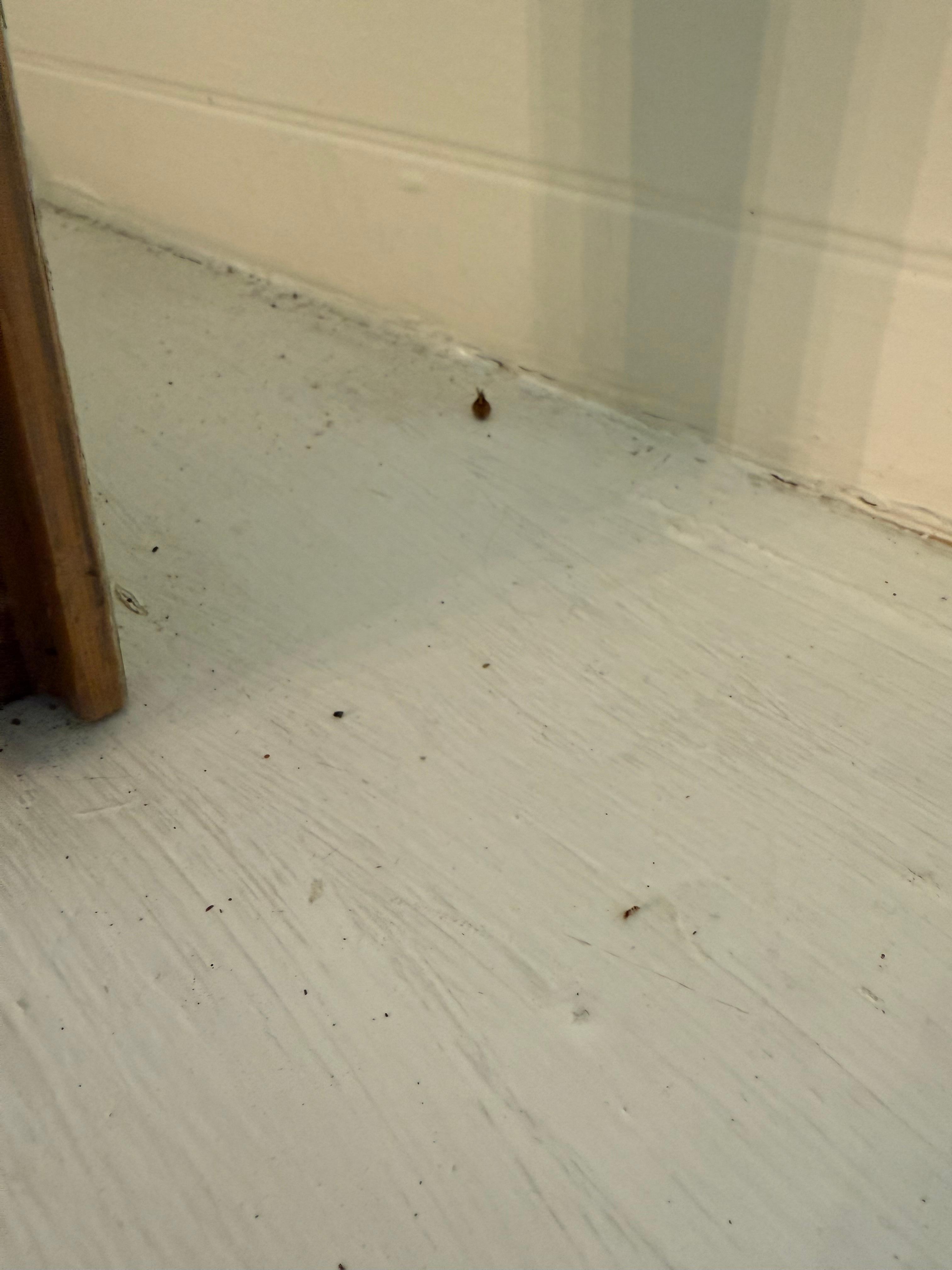 Tiny dead bugs on kitchen counter 