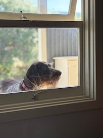 Guard dog -a very cute one.