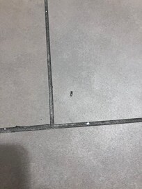 One of several little roaches. This was in the bathroom. They were also in the bedroom and in the kitchen area.