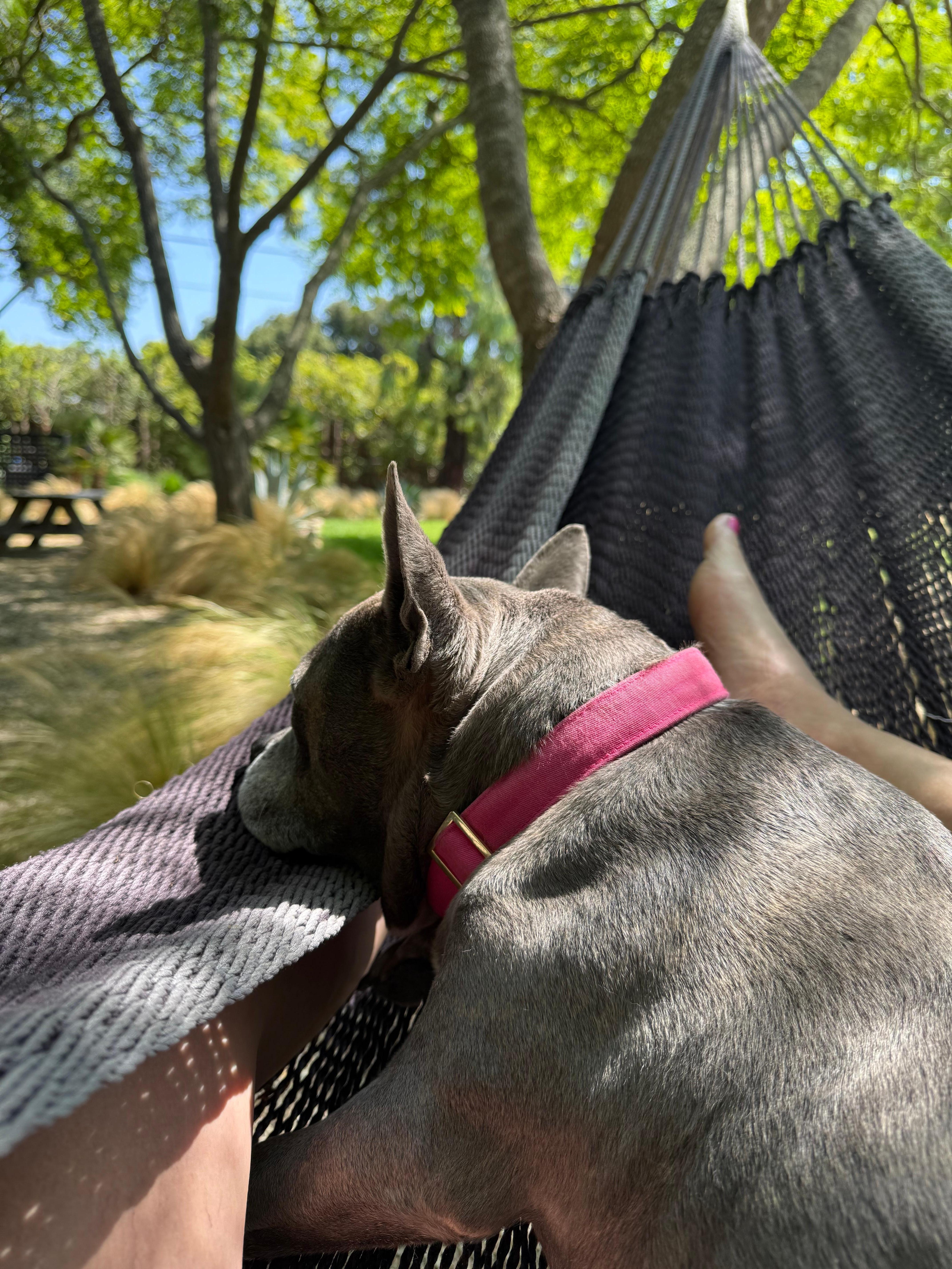 The hammock is so dreamy - our dog and I napped there every afternoon!