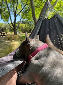 The hammock is so dreamy - our dog and I napped there every afternoon!