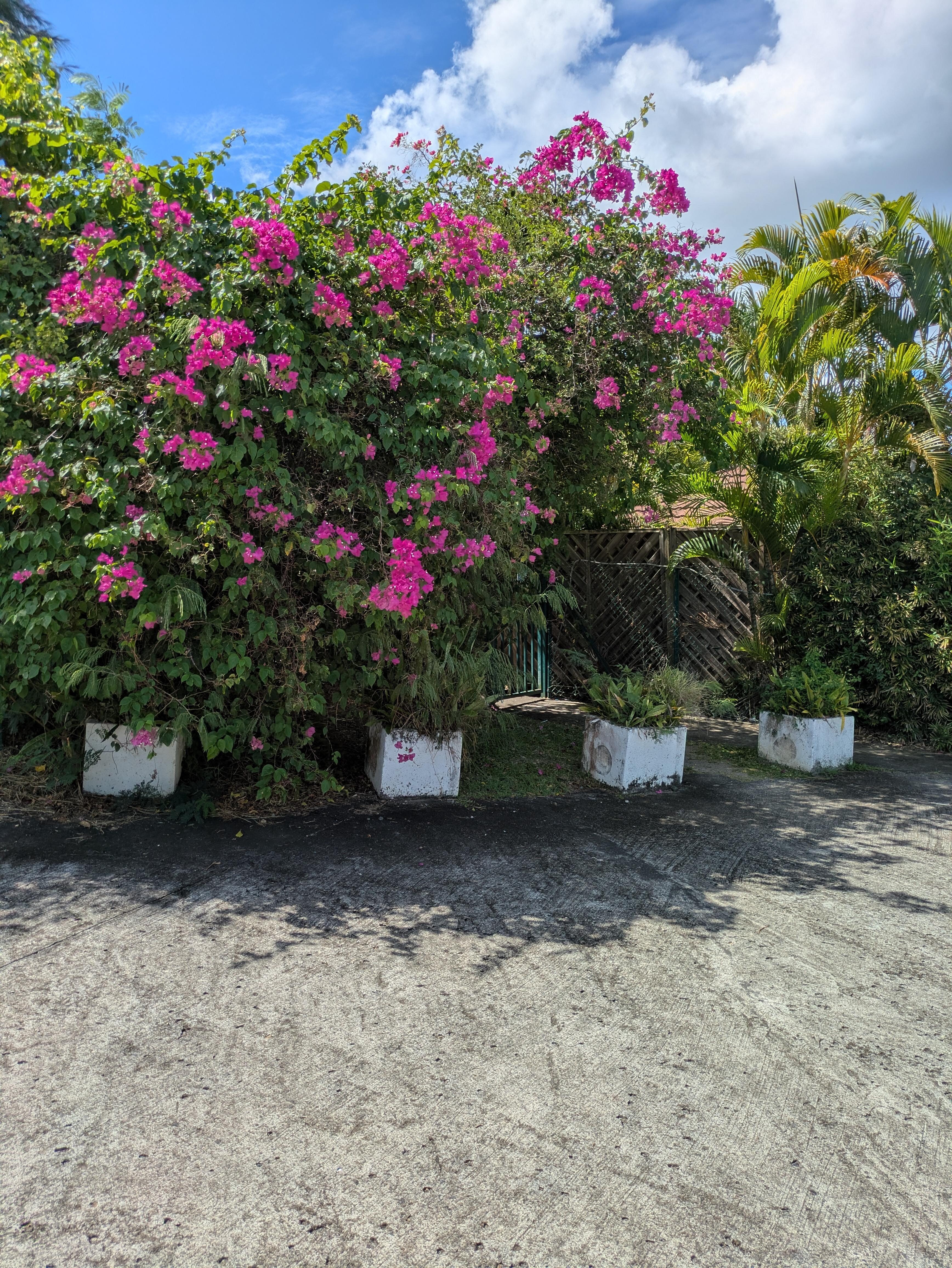 Magnifique bougainvillier à l'entrée 