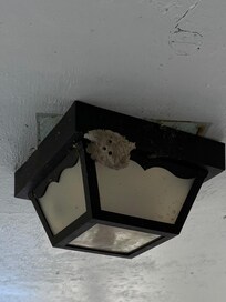 The most obvious nest.