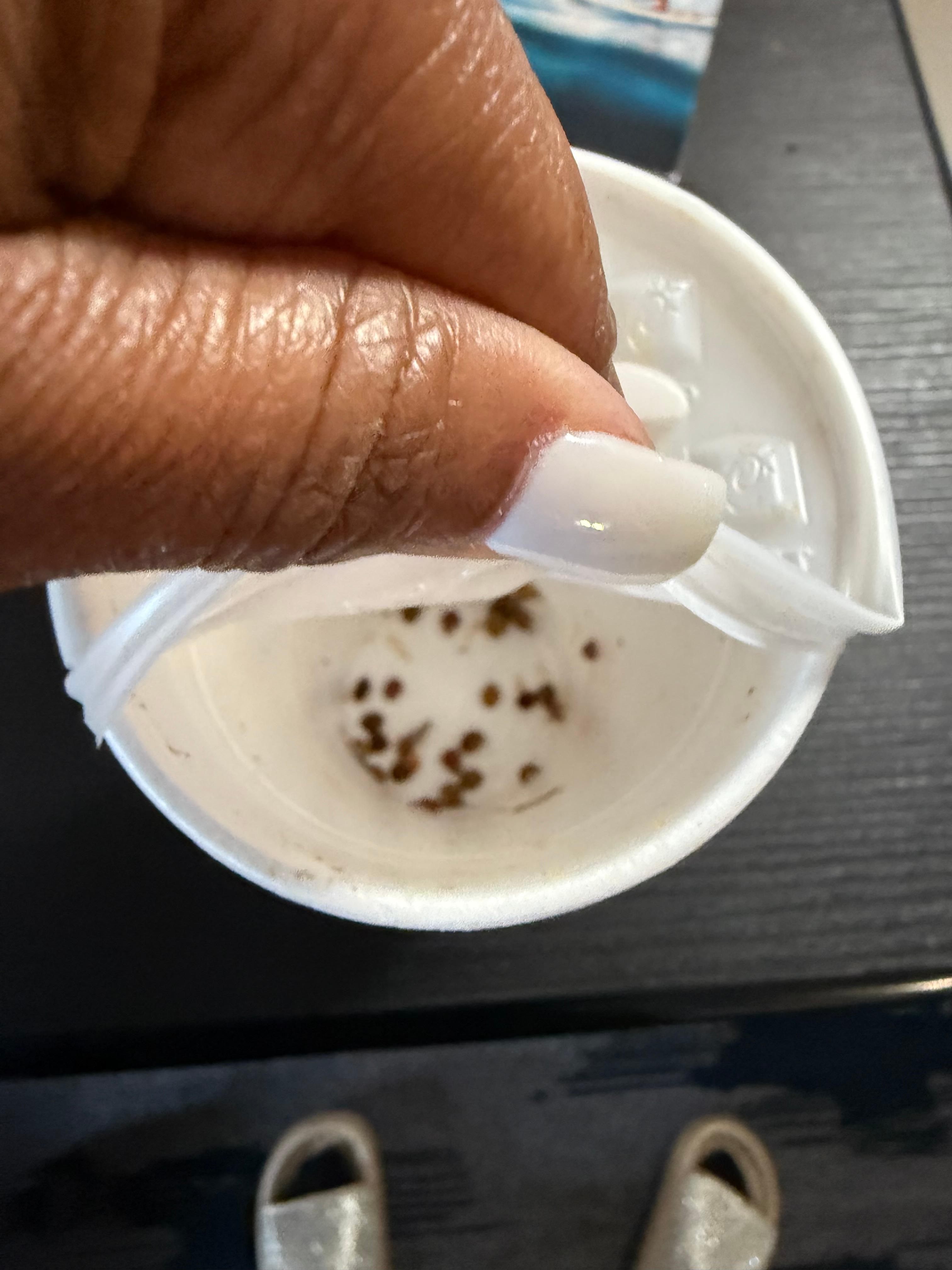 Ladybugs caught in a cup because the staff had no remedy for them. 