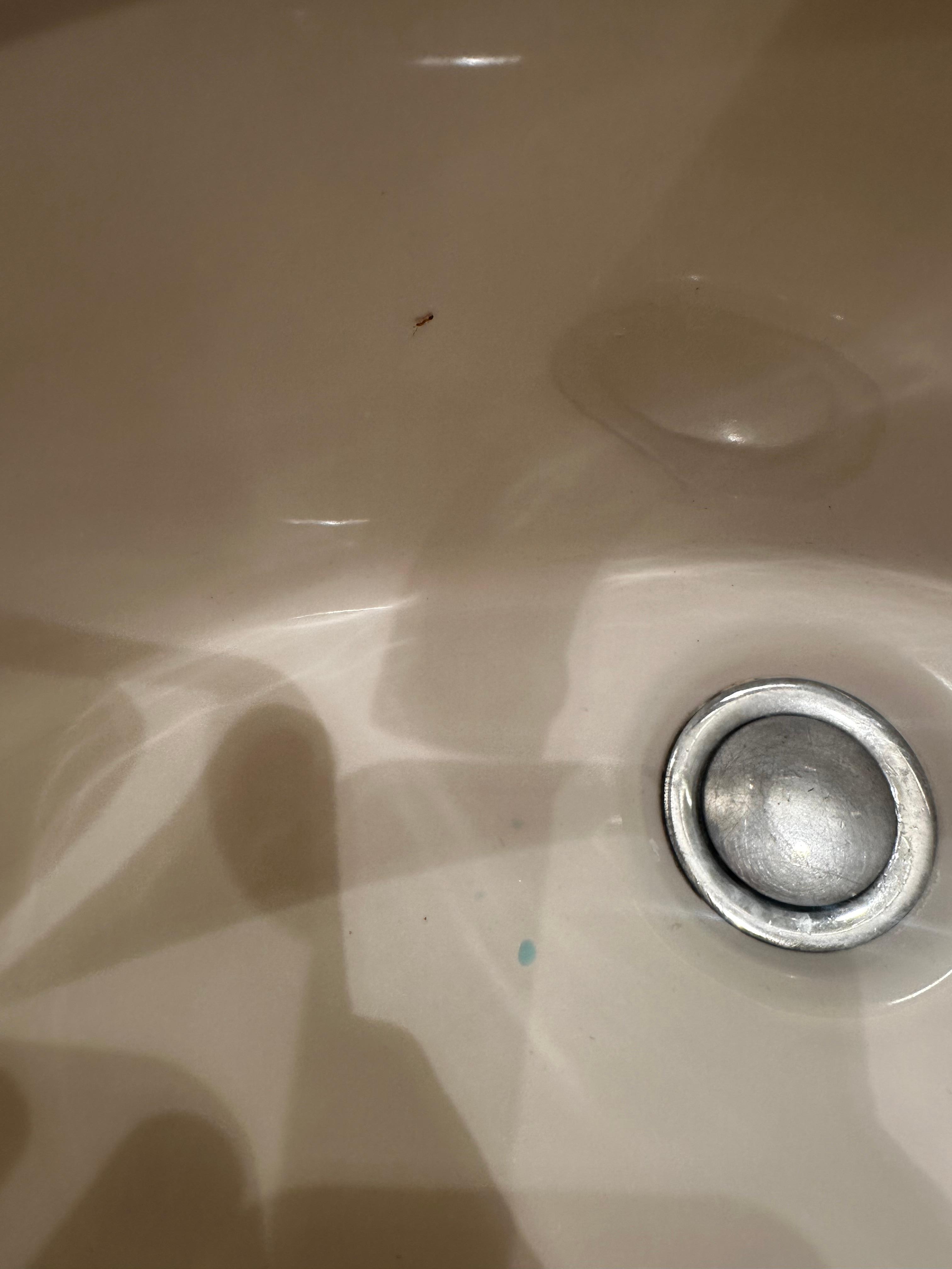 Ants coming from the sink so just watch out incase you see this. We had the 7th floor room too. 