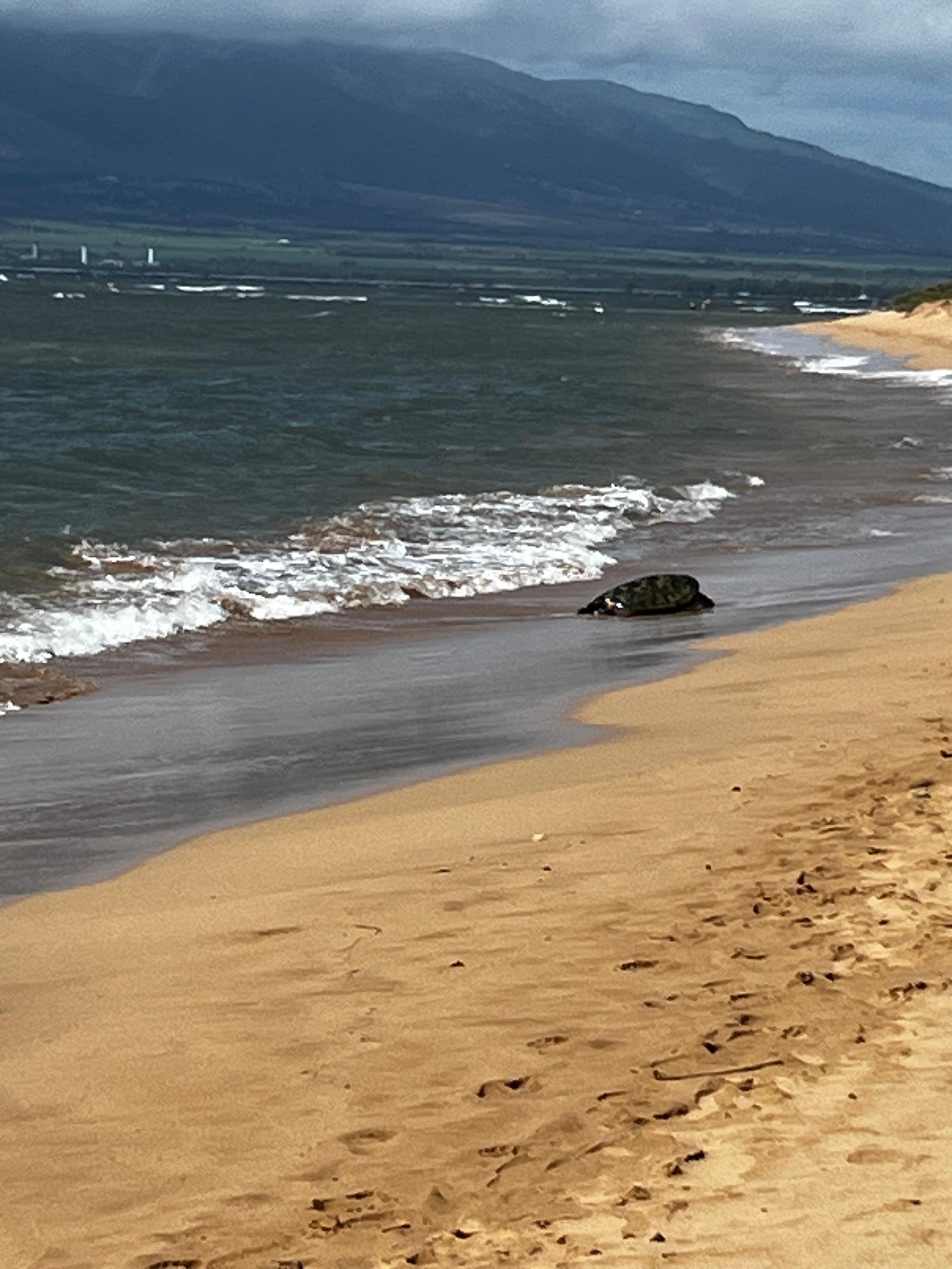 A green turtle coming to rest on the beach 
