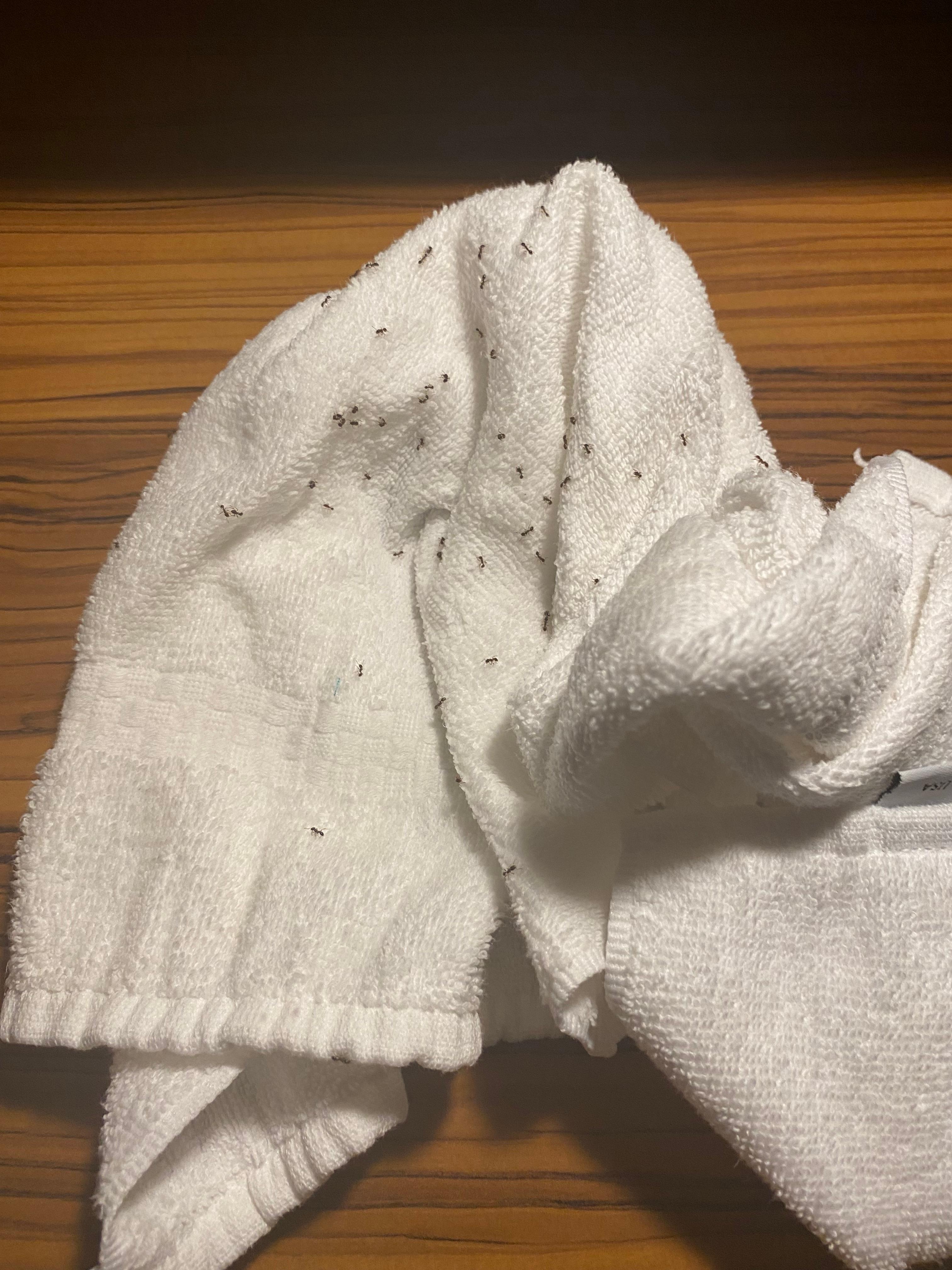 Had to wipe the ants up with a towel