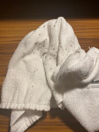 Had to wipe the ants up with a towel