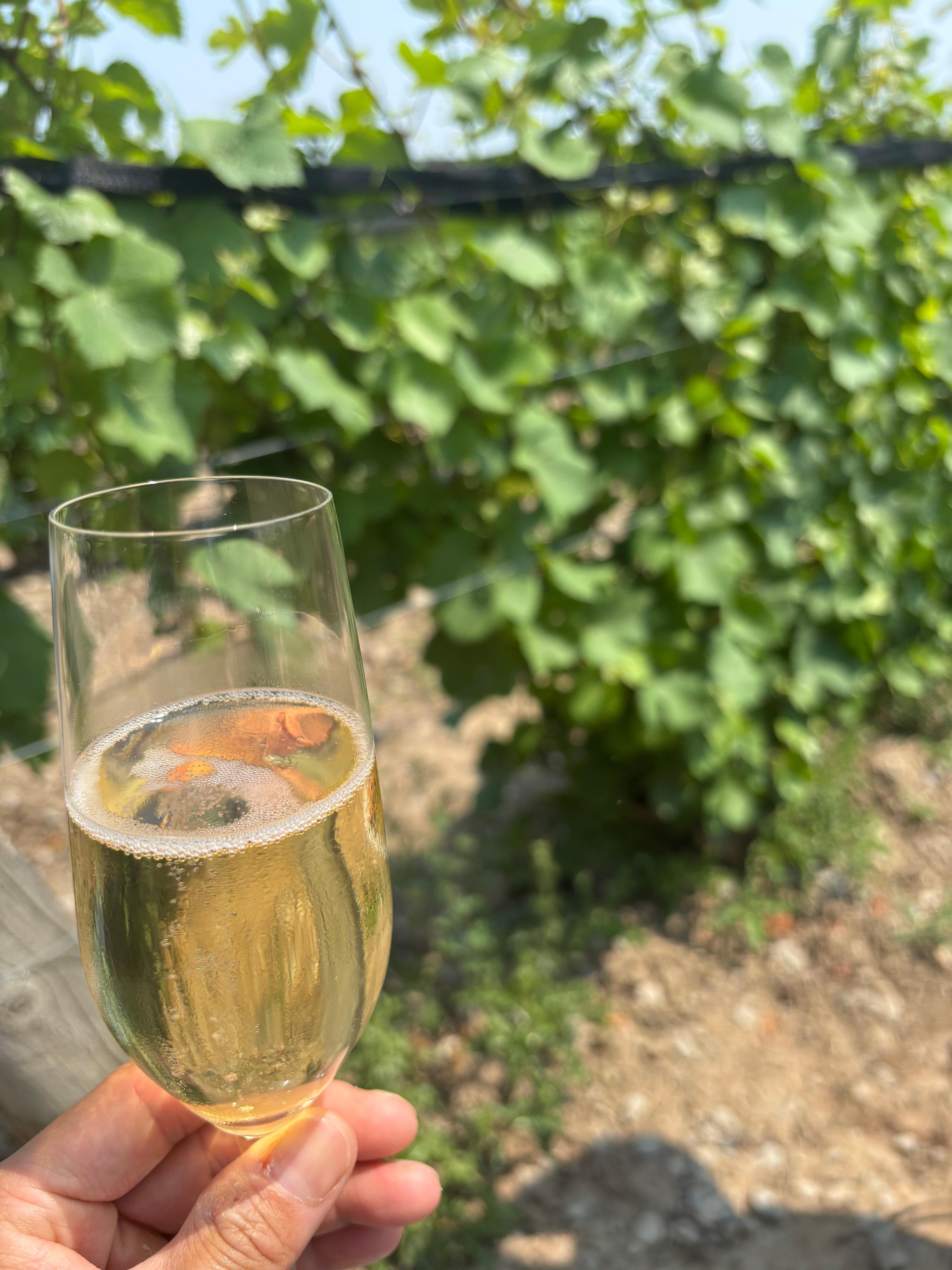 Complimentary sparkling wine 