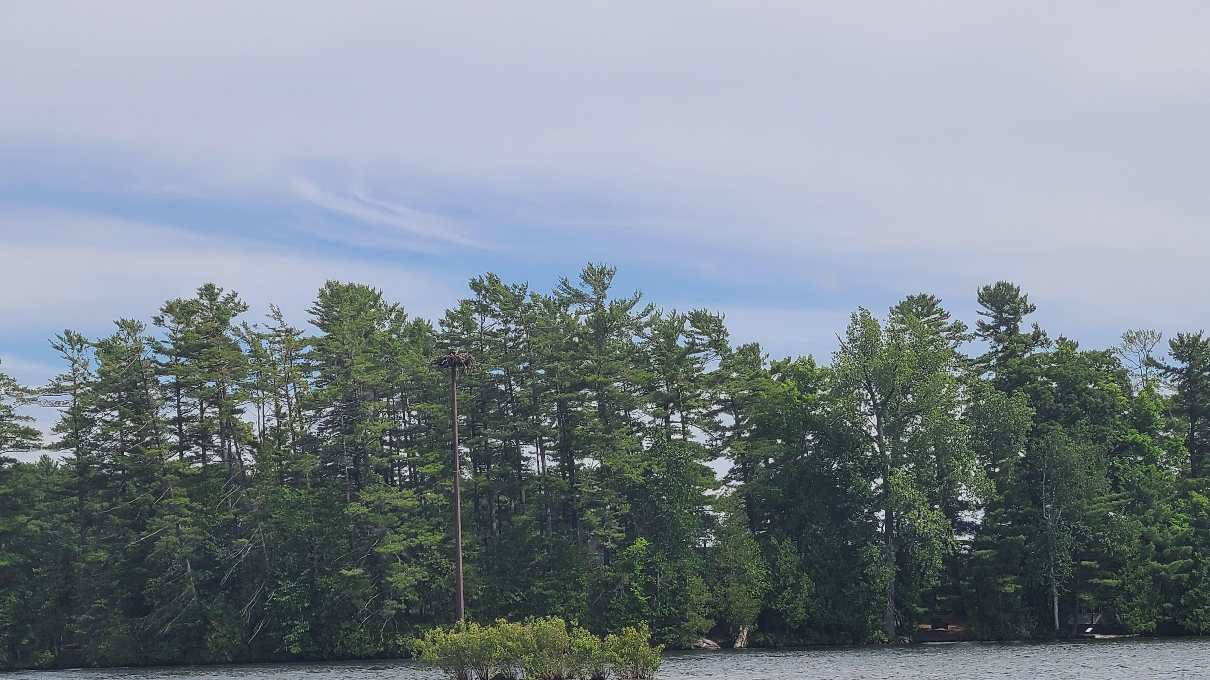 Bald eagle nest nearby. 
