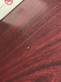 Bug one found at location