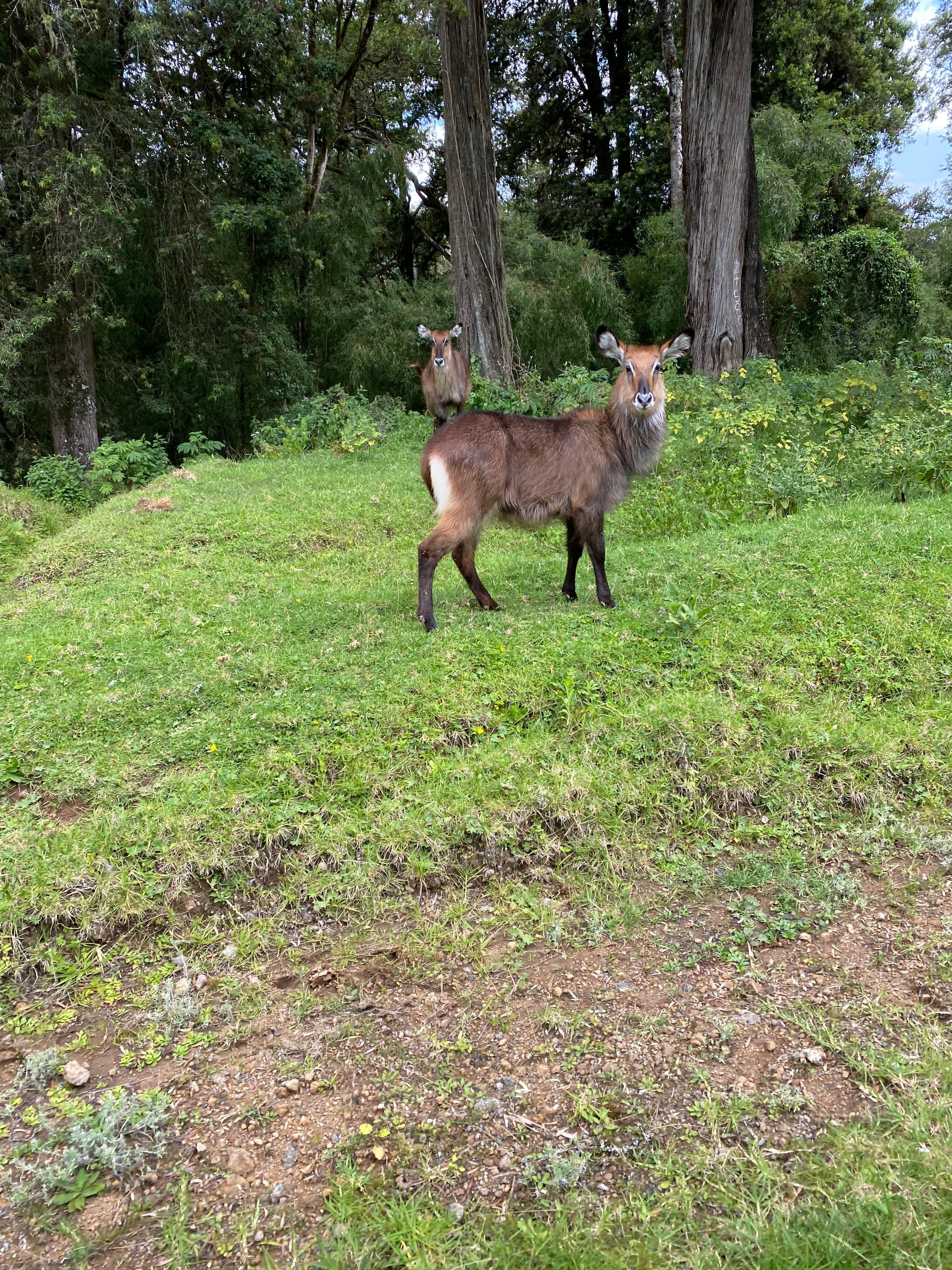 Mount Kenya National Park.