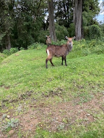 Mount Kenya National Park.