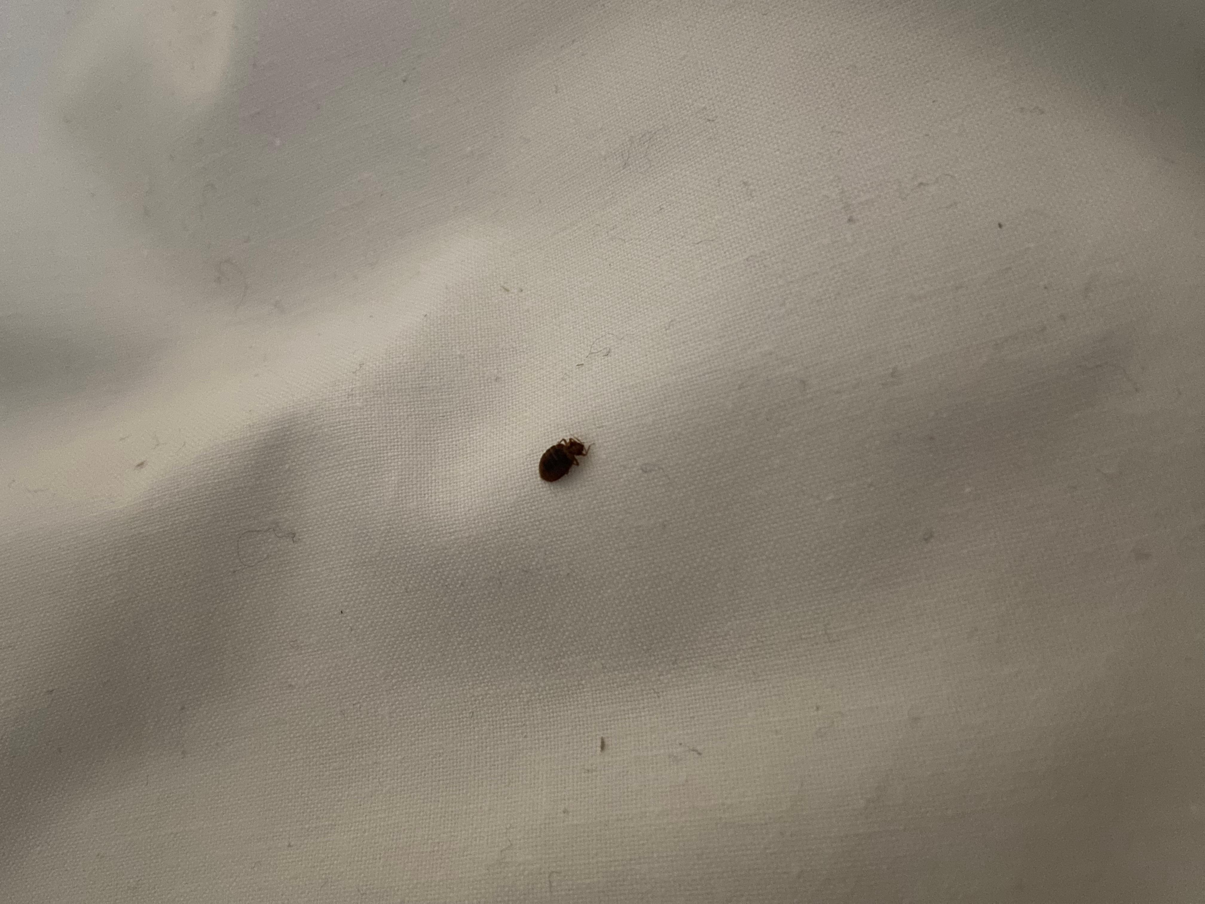 Bedbug on the bed 
