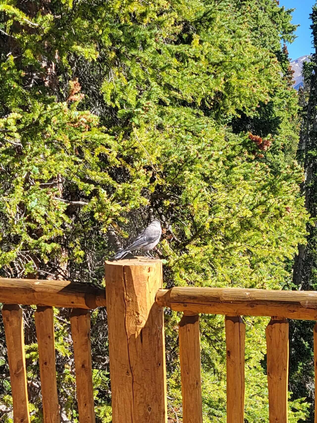 Cabin Deck