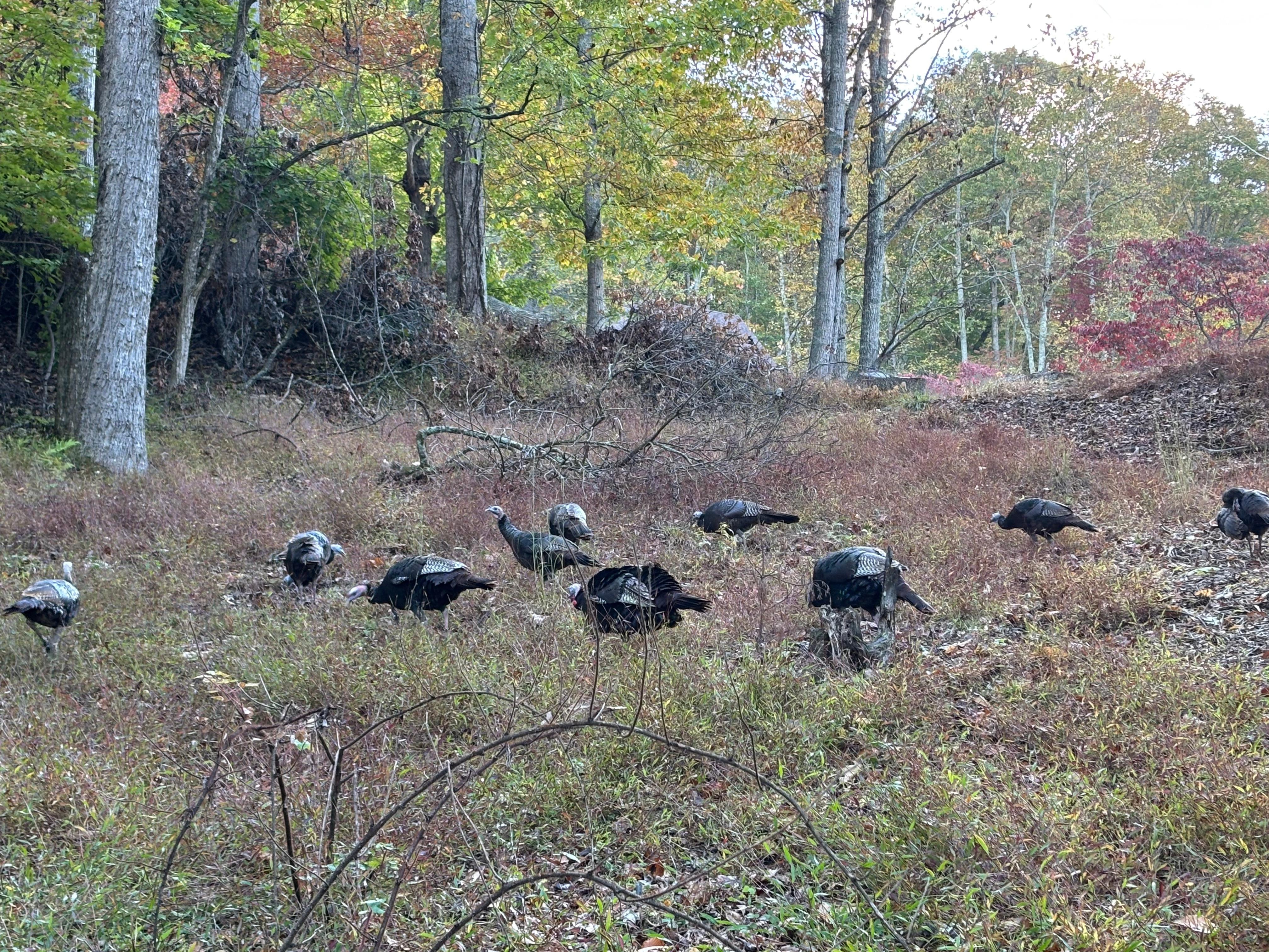 Turkeys 