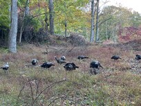 Turkeys
