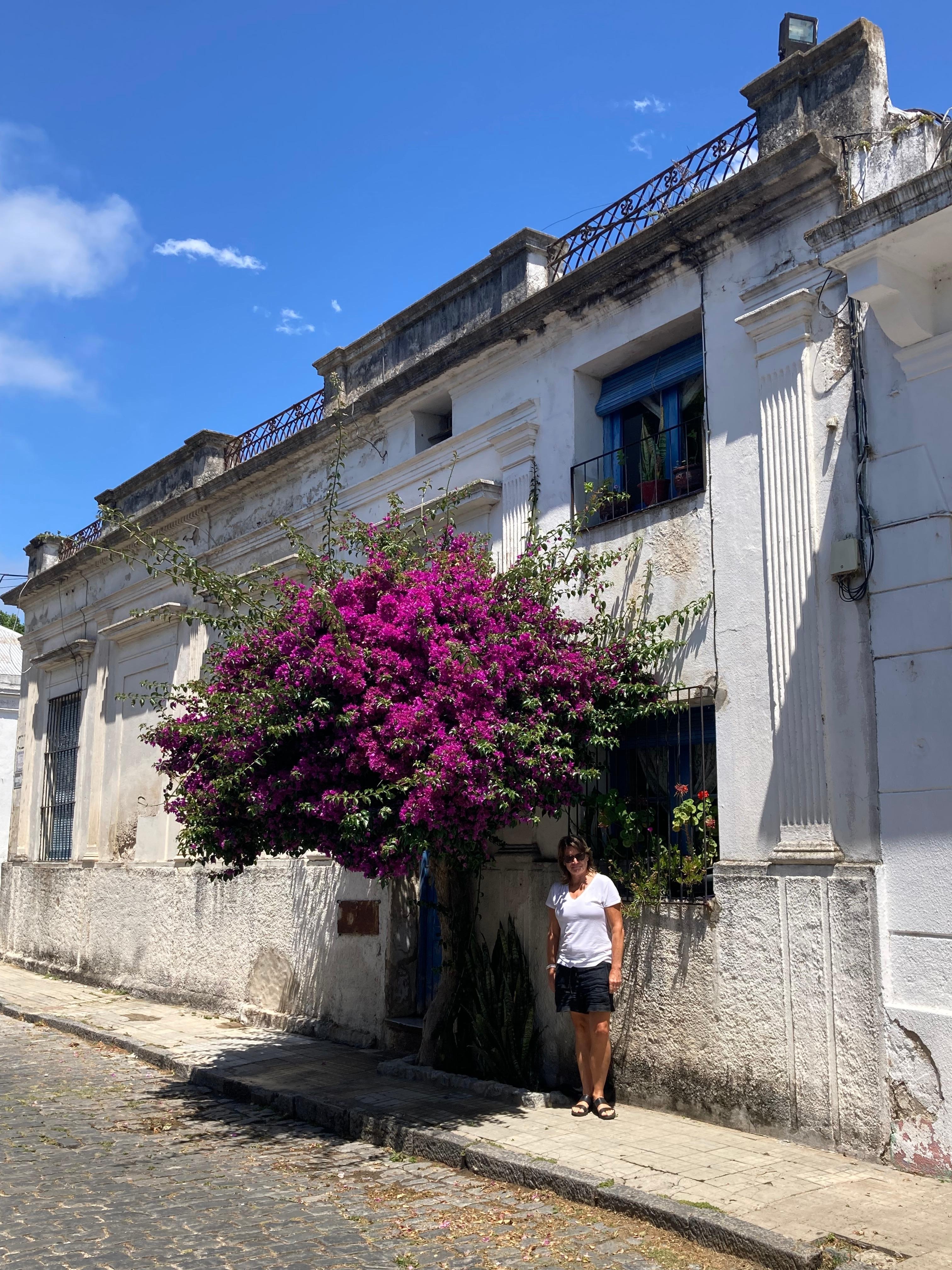 Bougainvilleas abound in old town Colonia. 