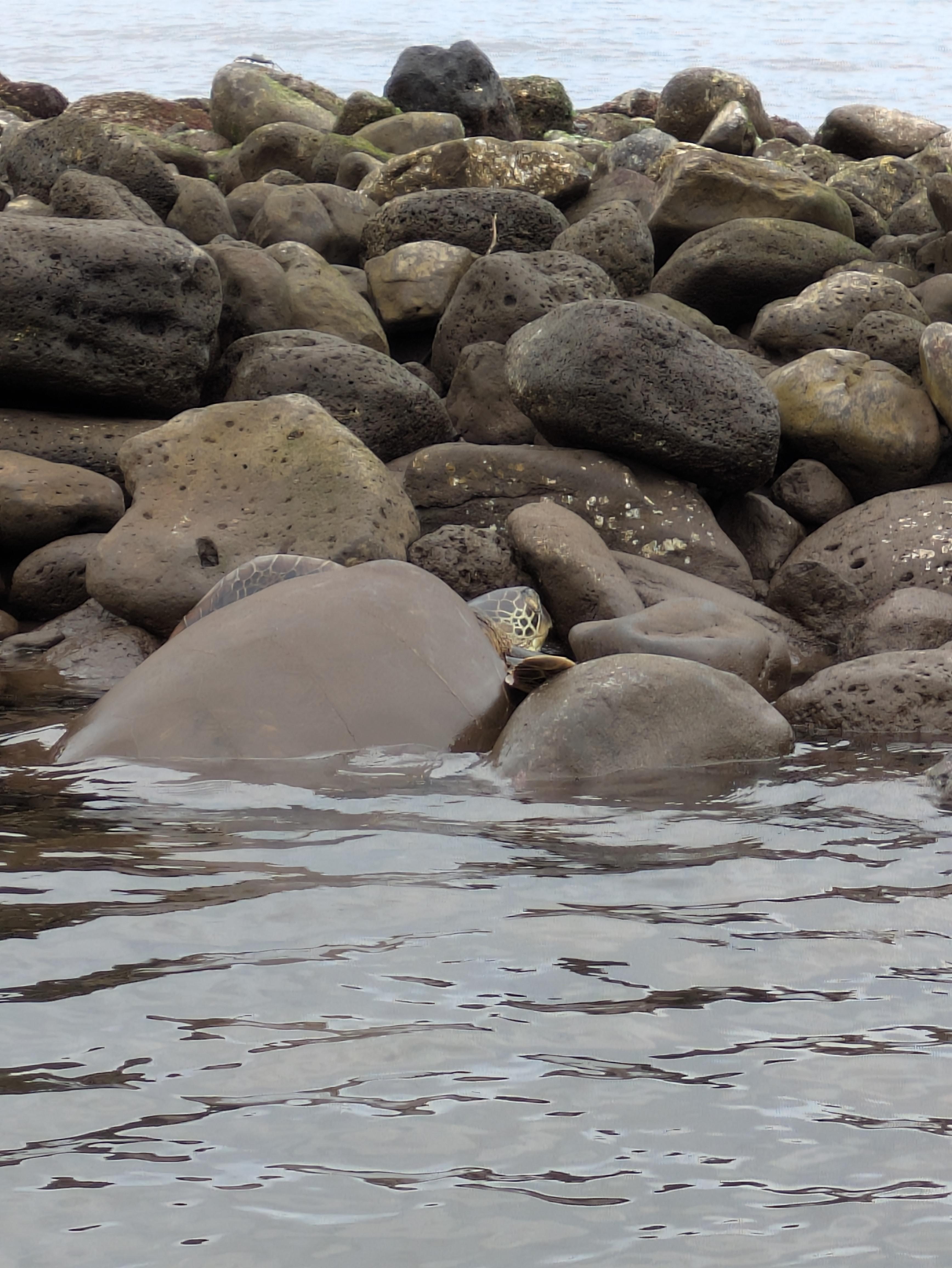 Turtle basking at the fish pond