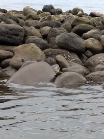 Turtle basking at the fish pond