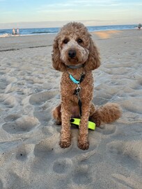 Love that it was dog friendly