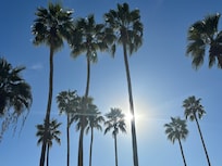 From the lounge chair at the pool