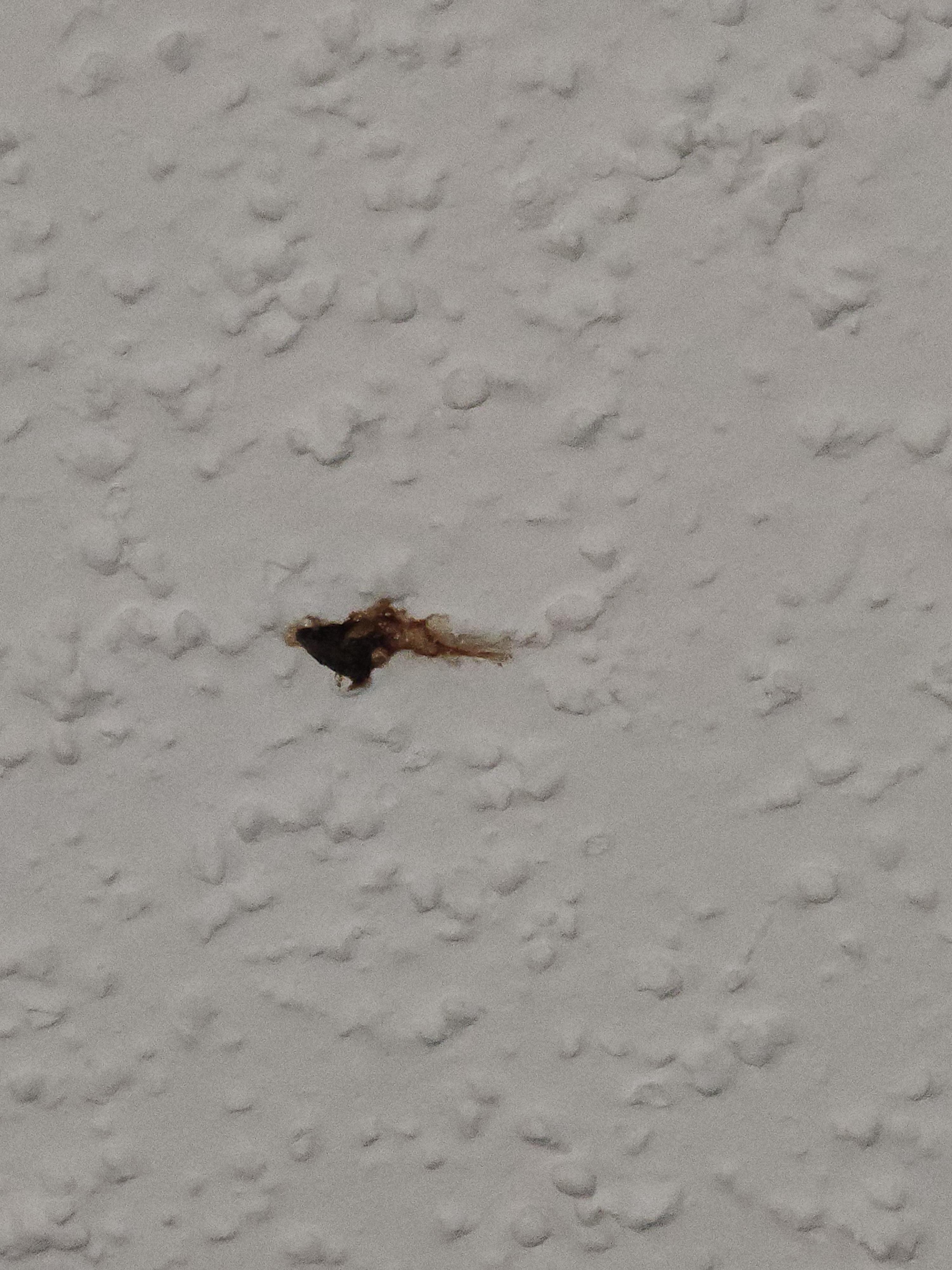 Bloody something on the ceiling, im assuming from an animal since this place is pet friendly..