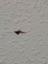 Bloody something on the ceiling, im assuming from an animal since this place is pet friendly..