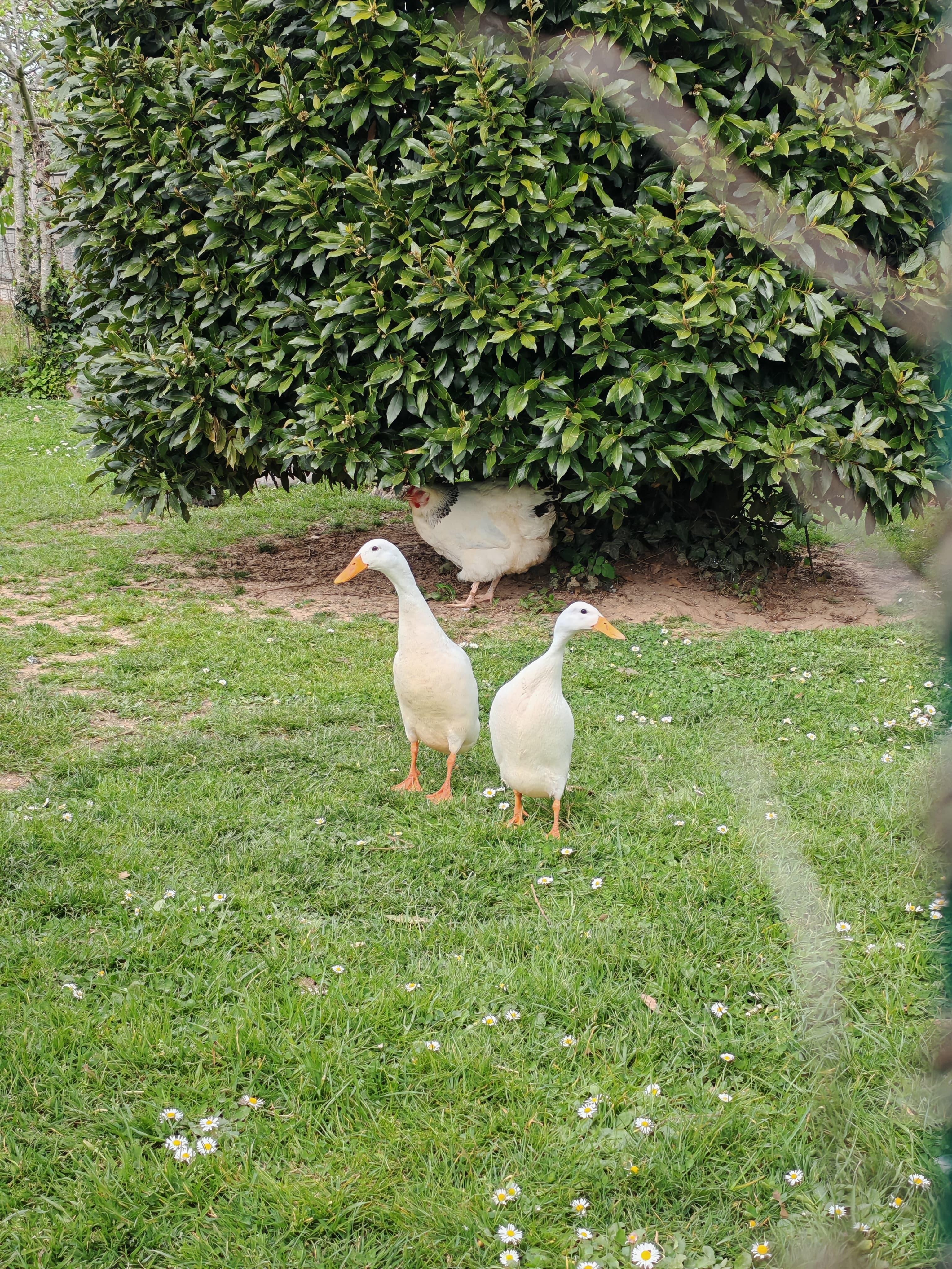 Le poulailler de nos hôtes 
