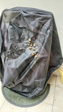 Housse de chaises sur terrasse