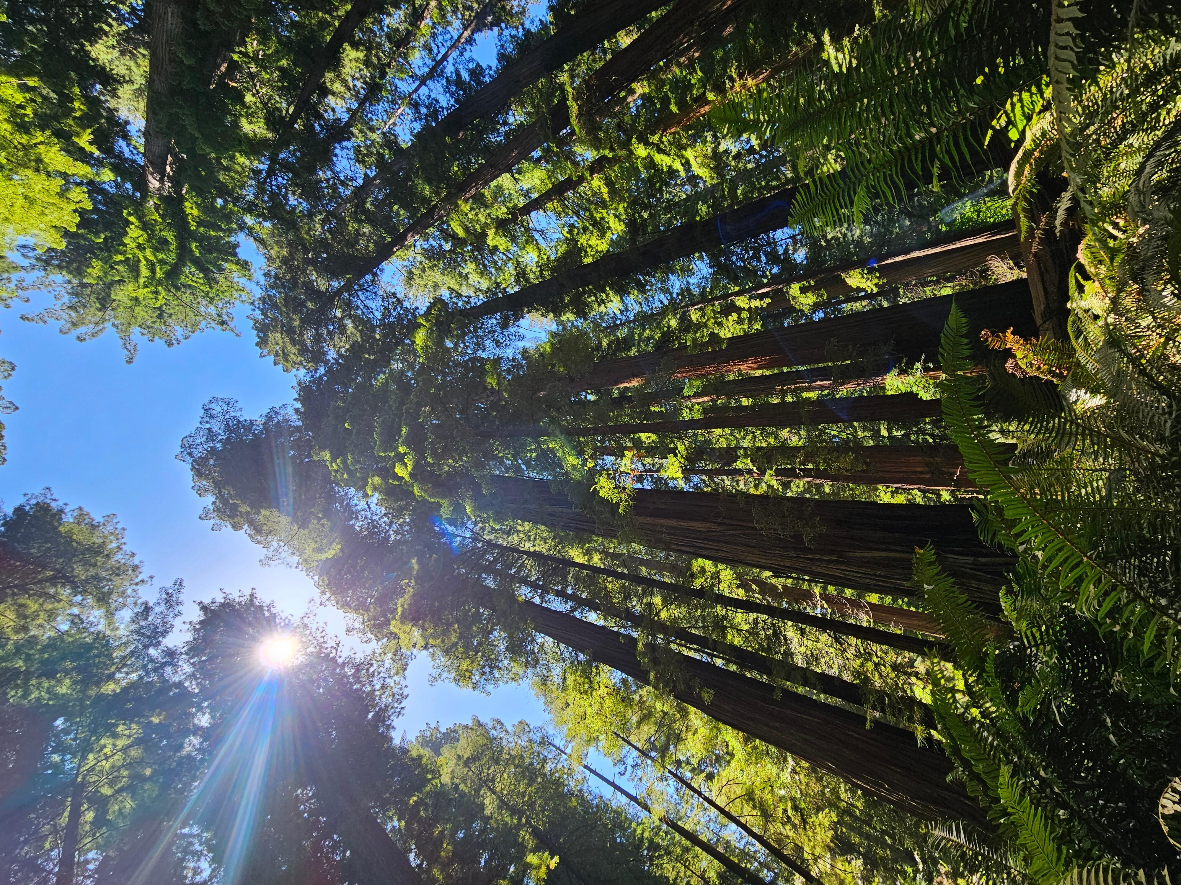 Stout Grove