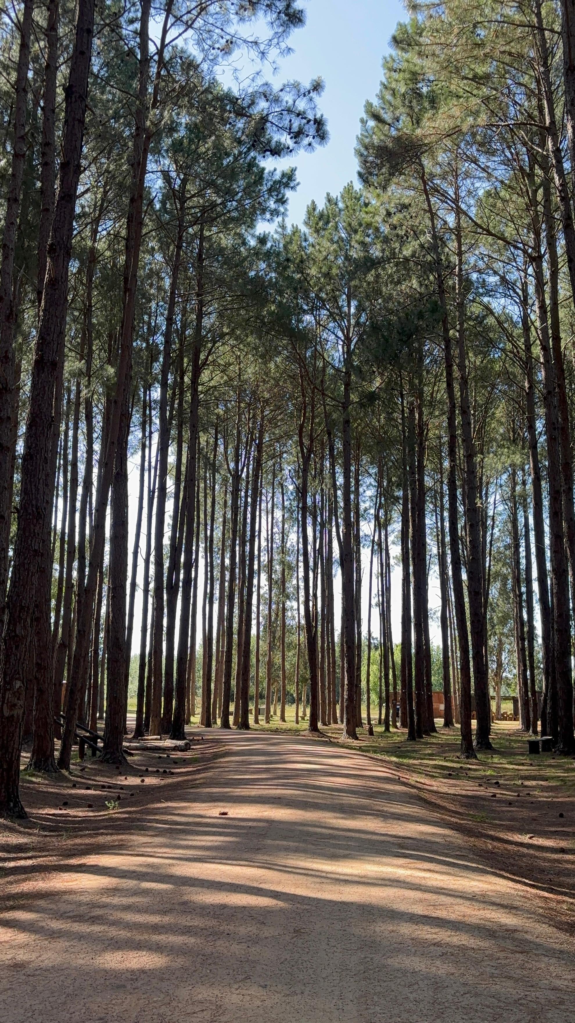 Bosque no caminho da acomodação