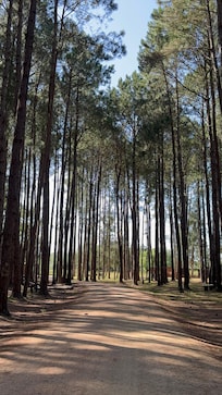 Bosque no caminho da acomodação