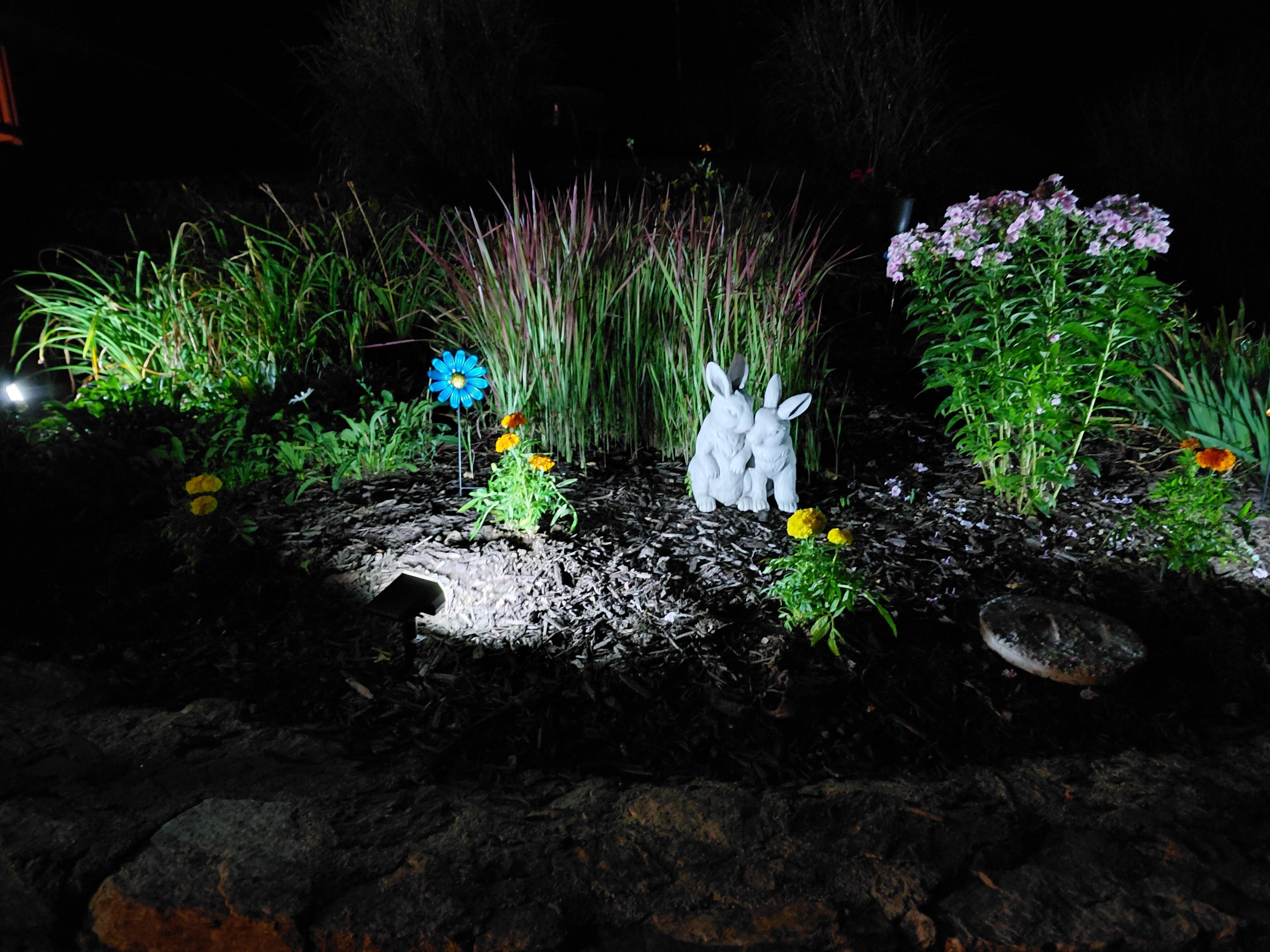 Flower garden at night. 