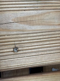 Terrasse Schraubenkopf mit Span