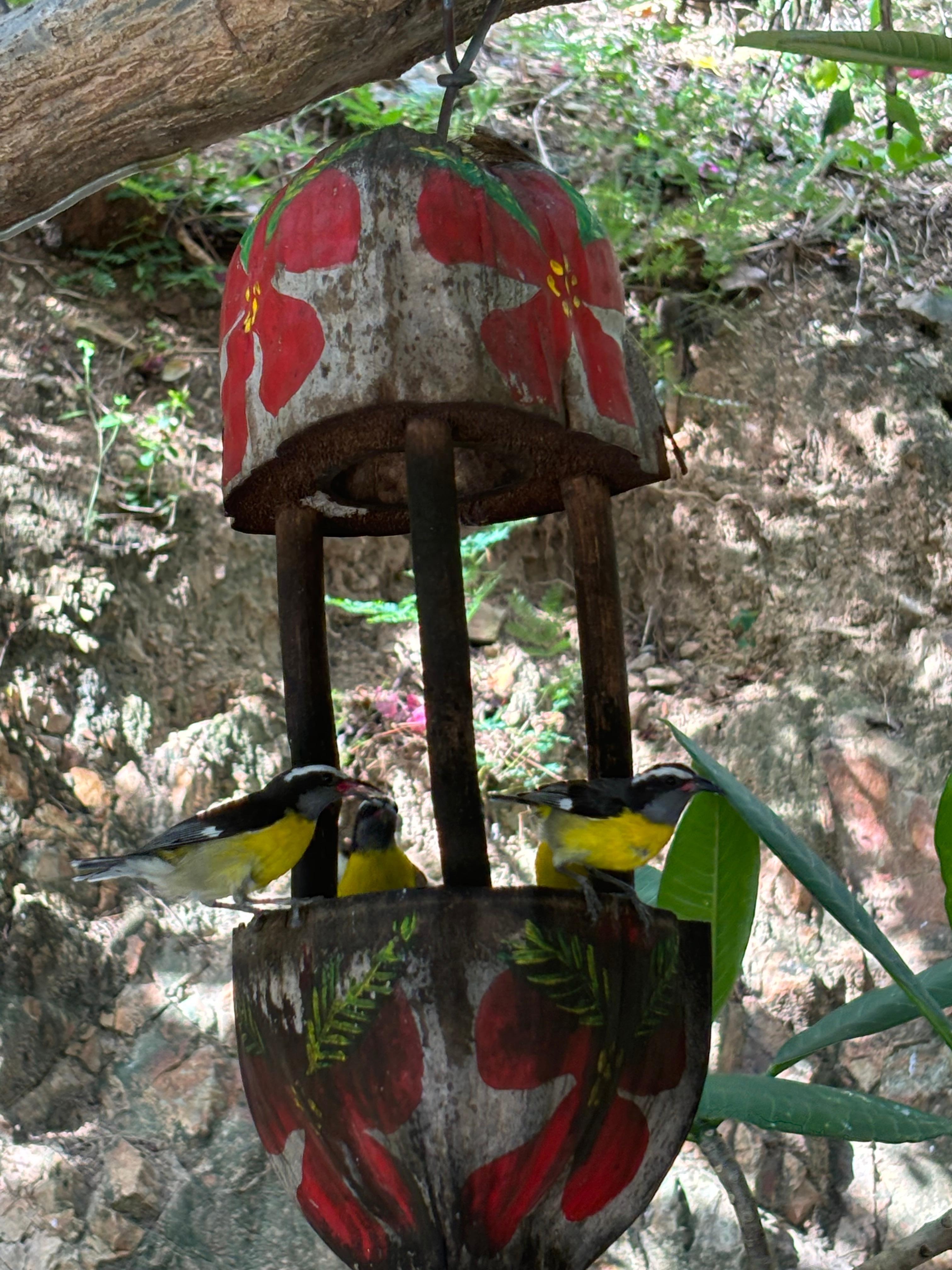 Feeding the bananaquits