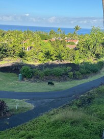 This little piggy visited the golf course a few mornings between 6 and 7:30 am.