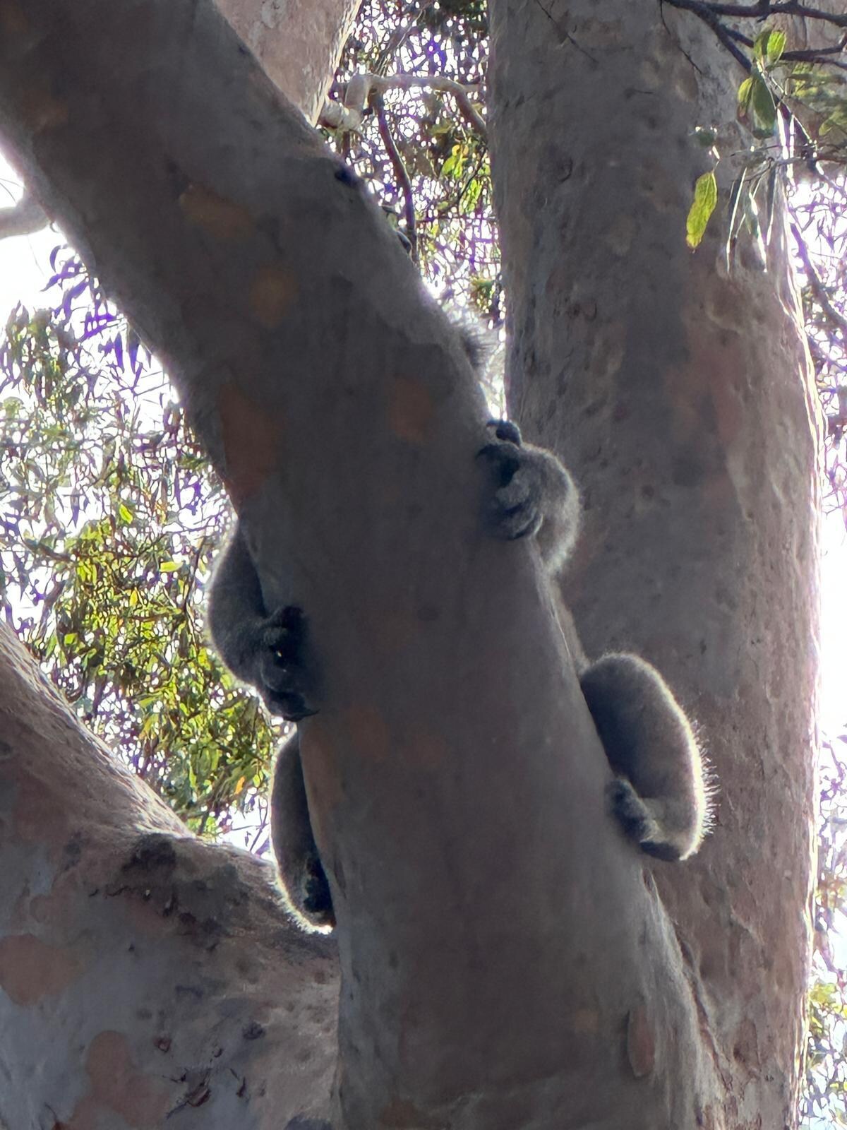 So close to nature..snoozing in the Foreshore Caravan Park