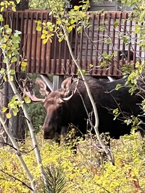 Bull moose