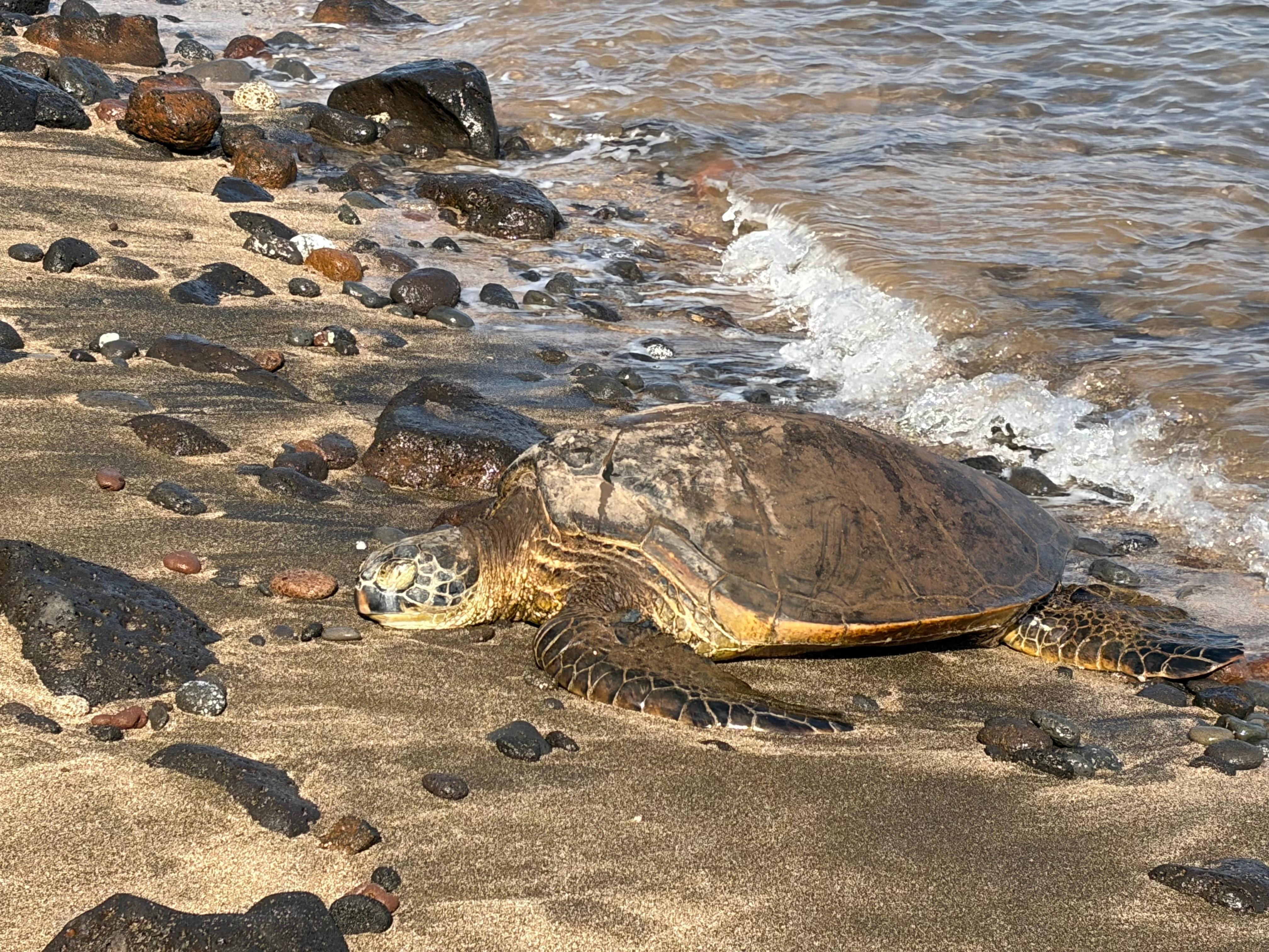 We saw turtles on the sand just behind the condo. Whale spray too!