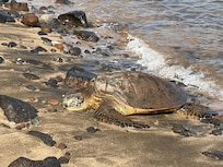 We saw turtles on the sand just behind the condo. Whale spray too!