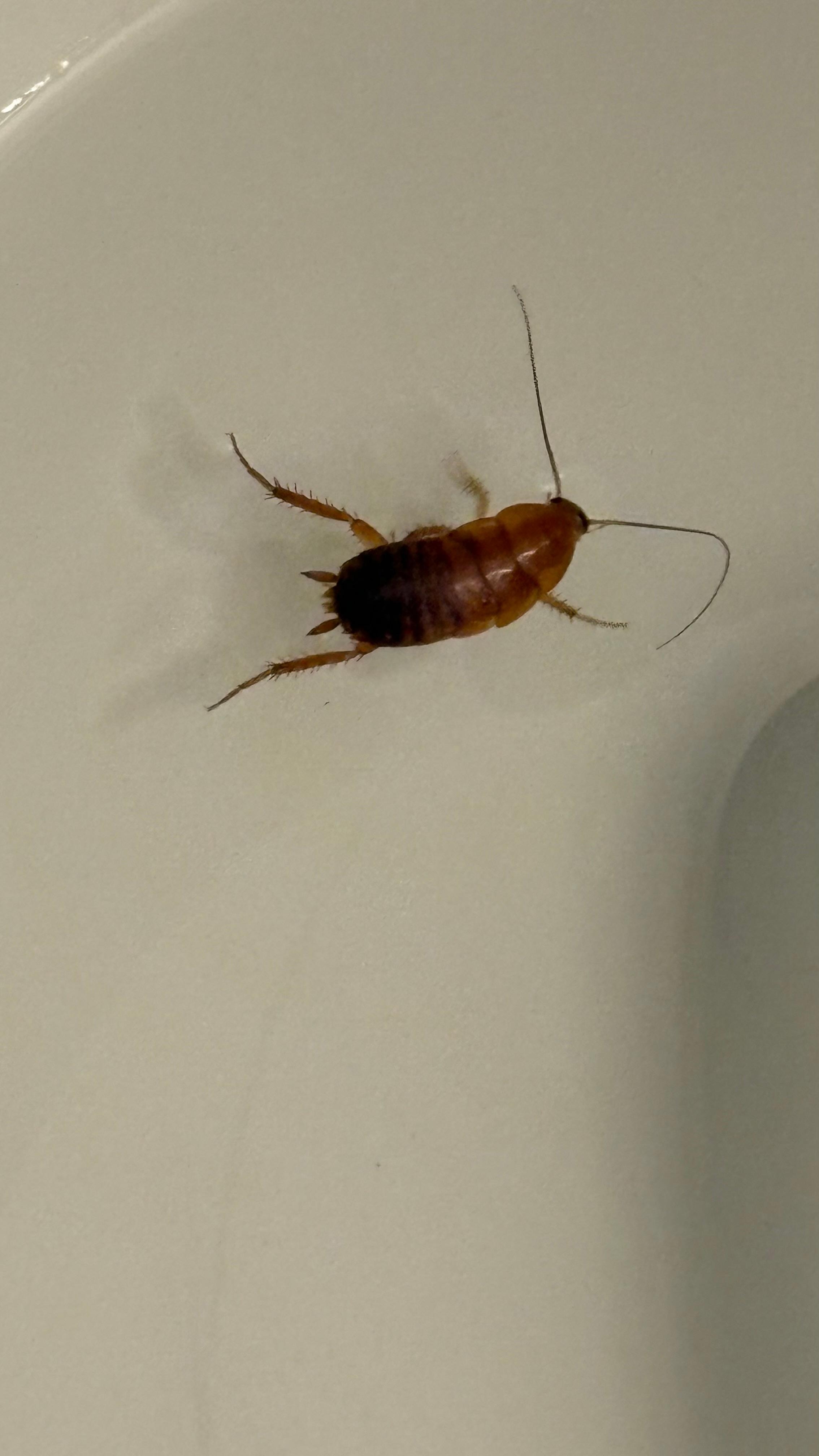Roach just before he got flushed. 