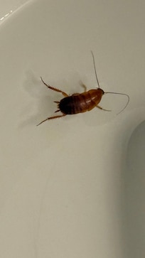 Roach just before he got flushed.