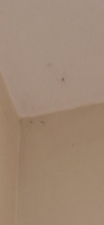 Spider 1