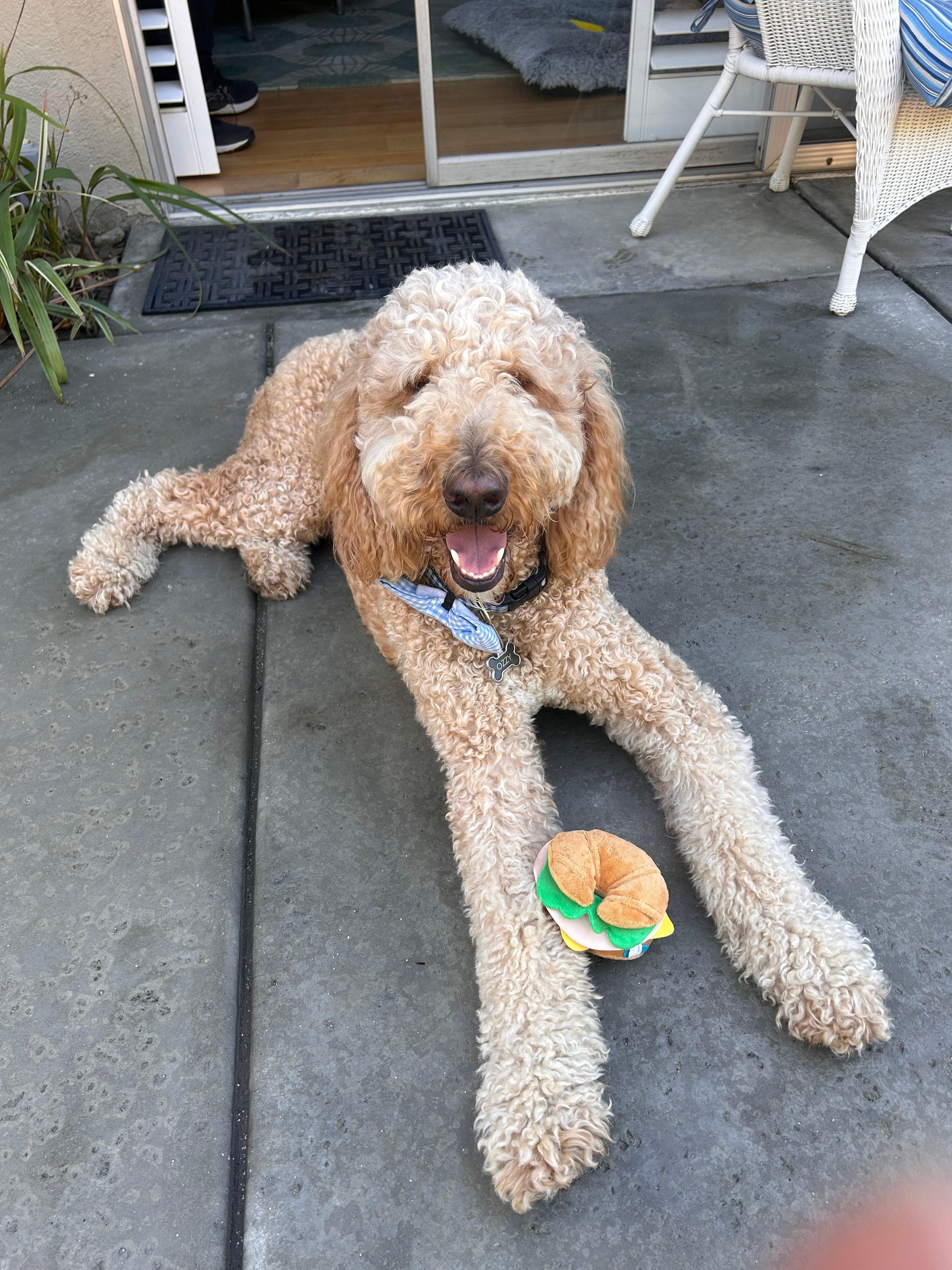 Ozzy enjoying the desert! 
