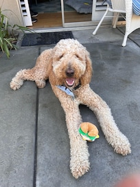 Ozzy enjoying the desert!