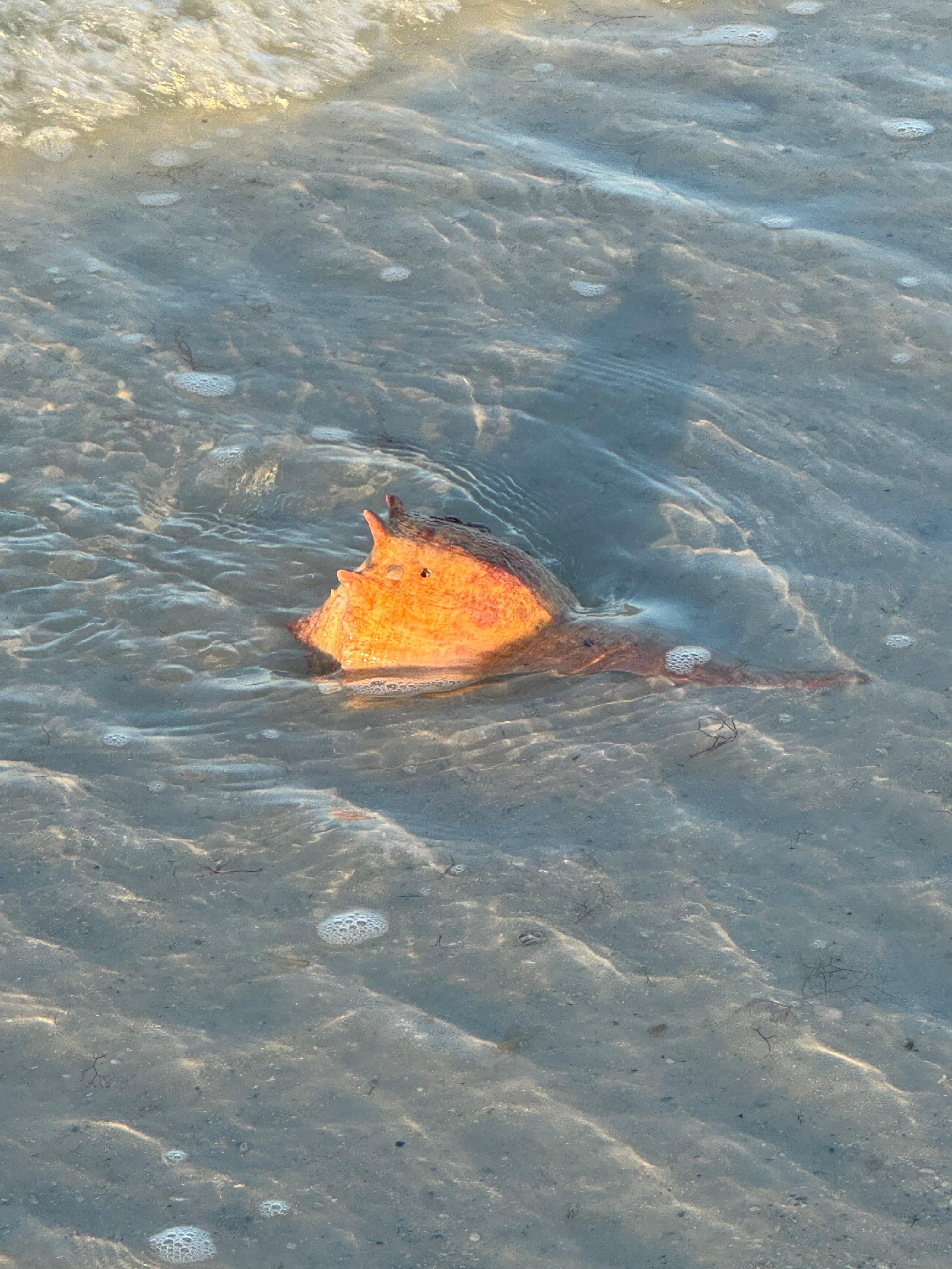 Saw the largest conch shell in the surf!