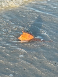 Saw the largest conch shell in the surf!